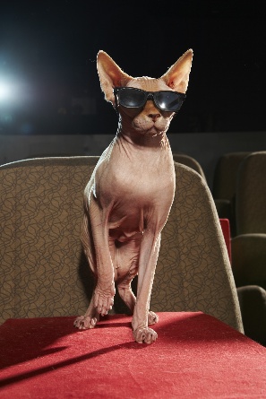 puss_in_boots_cat_3
