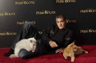 puss_in_boots_cat_2