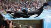Blackfish