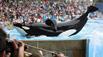 blackfish