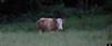 Yvonne the cow
