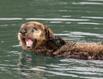 Otter 501