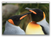 Penguins 3D