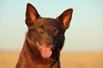 red_dog_4