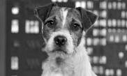 Uggie