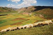 Yellow Sheep River.
