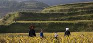 The Rice Paddy