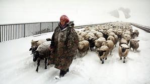 Winter Nomads