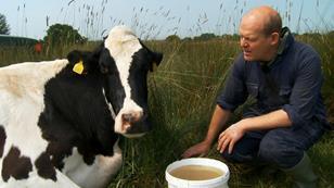 the_moo_man