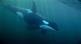 The Whale