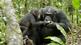 Chimpanzee