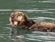 Otter 501