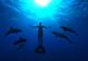 the cove