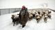 Winter Nomads